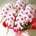 安い胡蝶蘭を東京に贈る