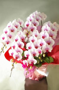 安い胡蝶蘭を東京に贈る