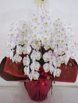 化粧蘭5本立 ゴールド 化粧蘭5本立 ゴールド